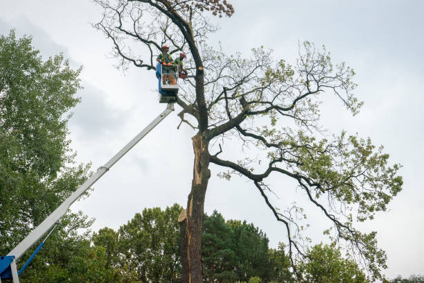 Best Palm Tree Trimming  in Lake Helen, FL